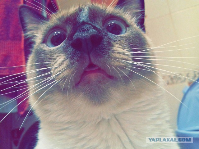 Котовтоник 29.11.2016.