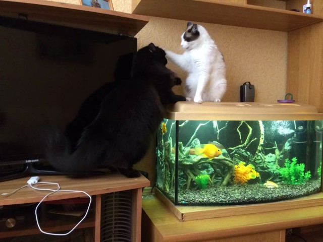 Коты из сети