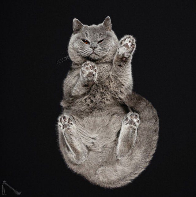 Коты и Кошки