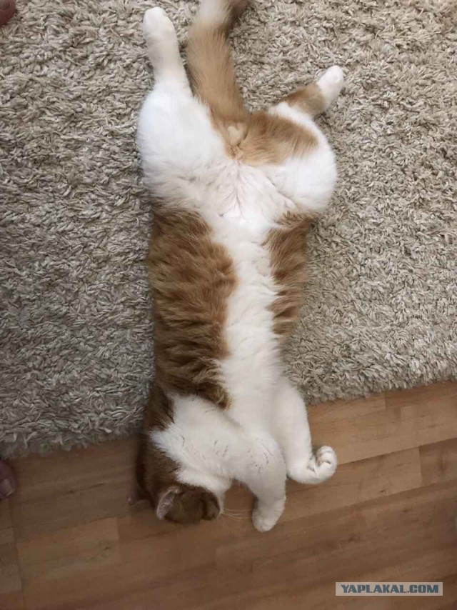 Котовторник 04.07.17