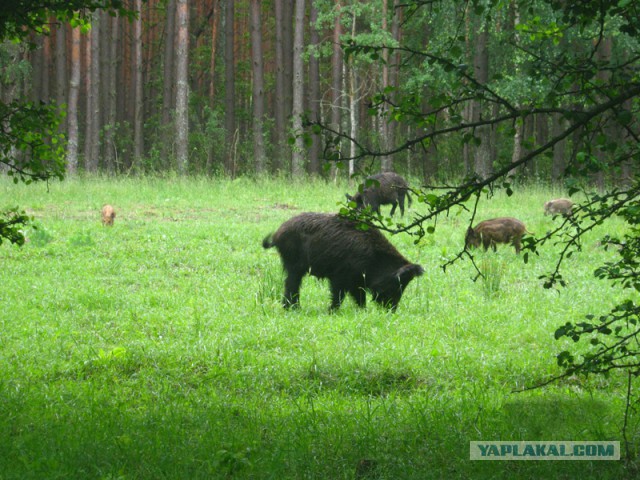 Небольшая подборка фотографий зверья