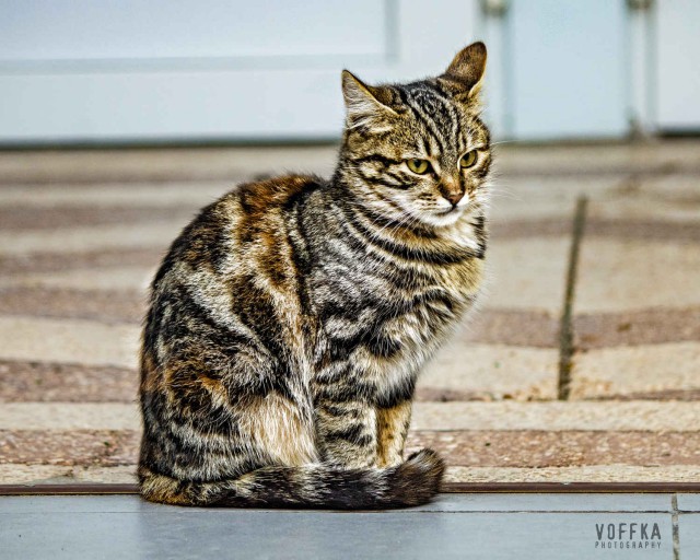 Котовторник 9.01.2018