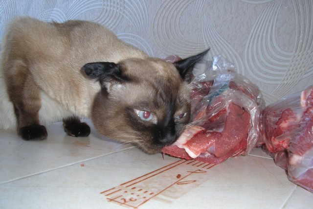Котовторник на ЯПлакалъ (27.05.08), прикольные коты, добавляем свои!