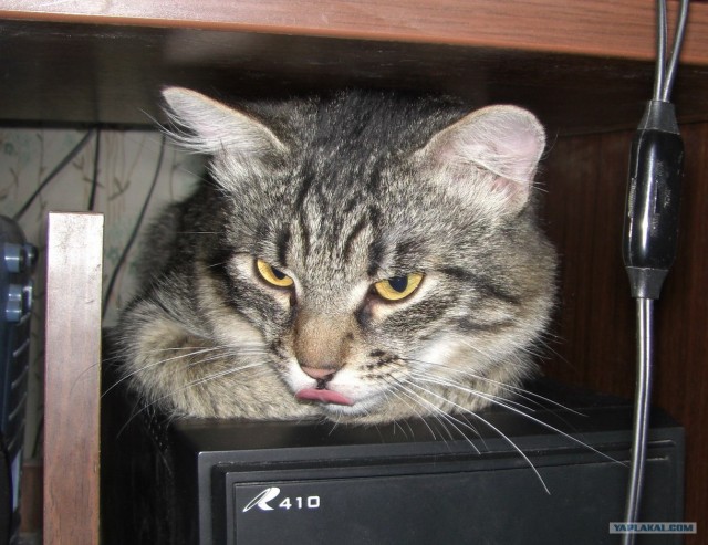 Котовторник на ЯПлакалъ (15.07.2008)