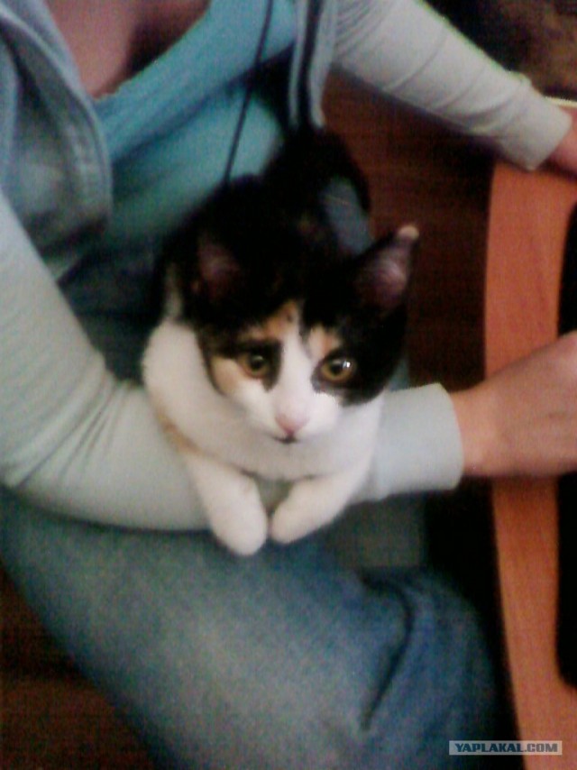 Котовторник