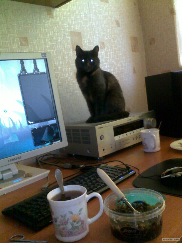 Котовторник 14.09.2010 Голые кошки на Yaplakal
