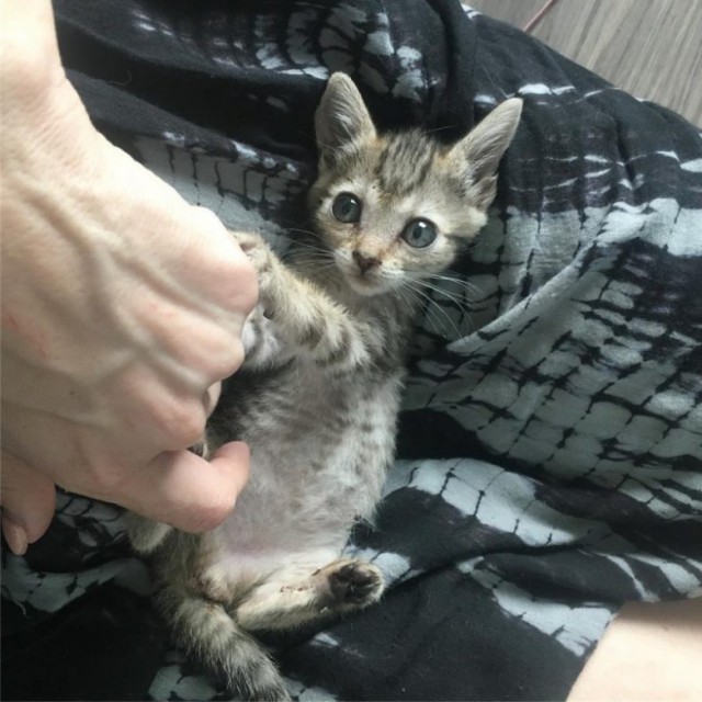 Крошечный котенок получил второй шанс на жизнь