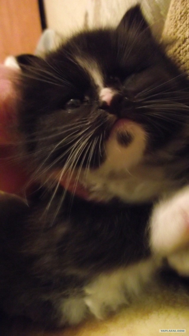 It's Catursday Fever! (Котовторник)