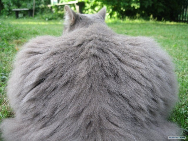 Котовторник!
