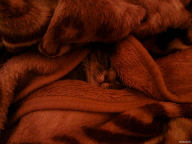 Котовторник 17.04.2012
