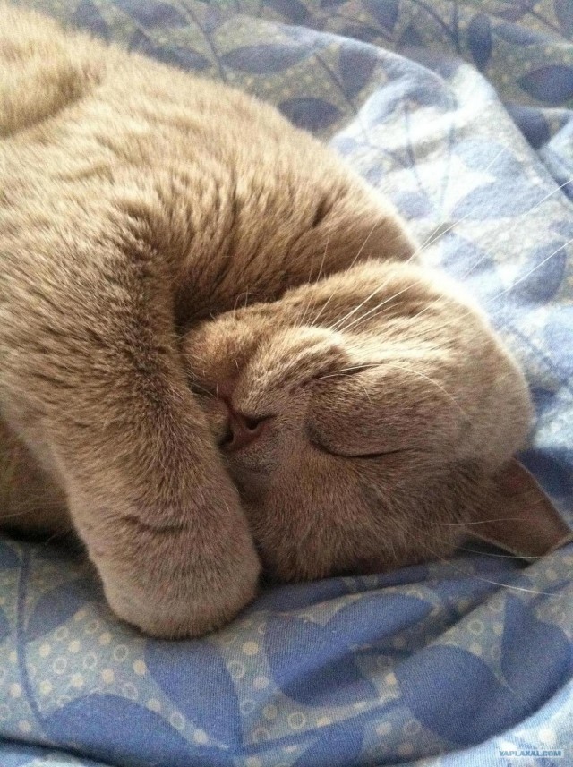 Котовторник 10. 07. 2012