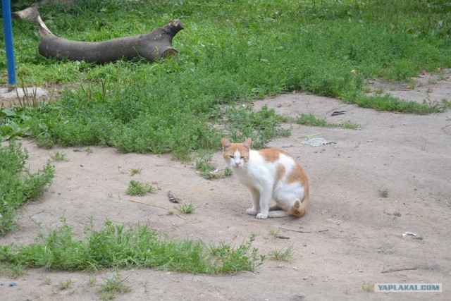 Котовторник 07.08.2012