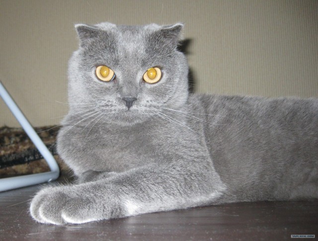 Котовторник 11.09.2012