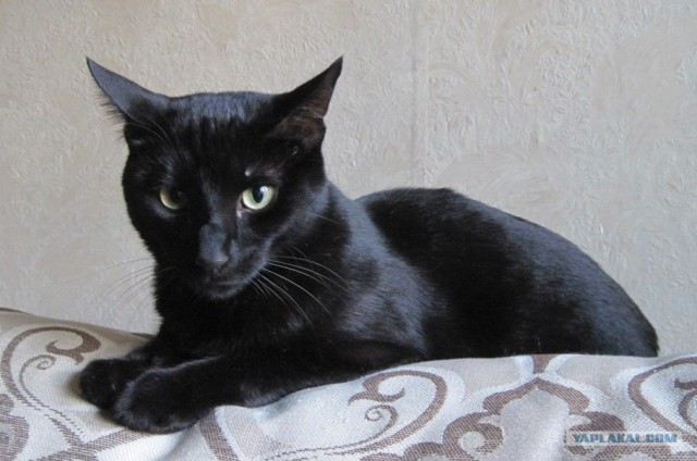 Котовторник  16.10.12