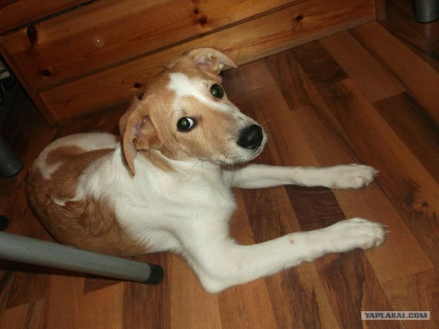 Из России в Германию