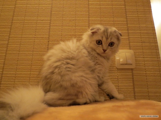 Котовторник 12.02.13