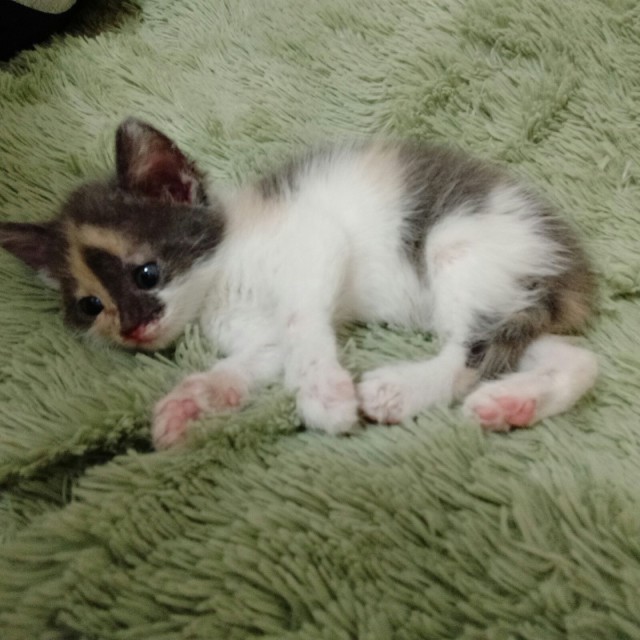 Забавные фото котеек
