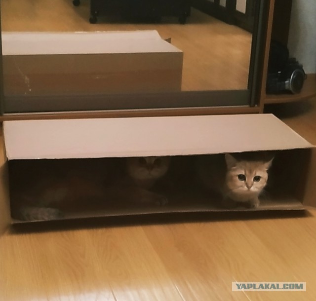 - Надо же понимать такие вещи! (с)Артур Юсупович, "Игла"