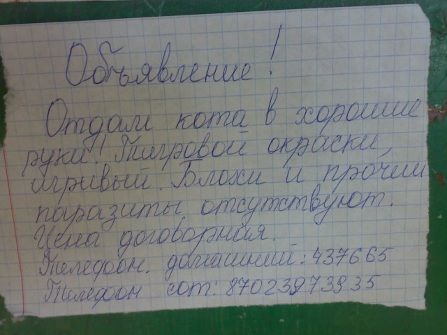 Обьявление - возьмите кота