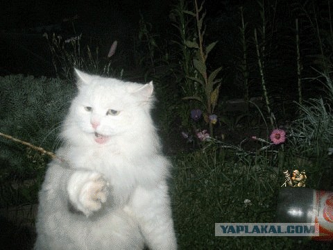 Отжабте моего кота