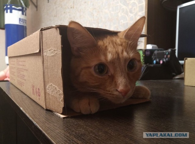 Картинки с надписями и котами
