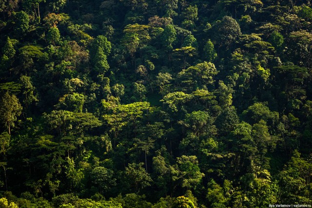 Уганда: самая настоящая Африка с гориллами и носорогами!