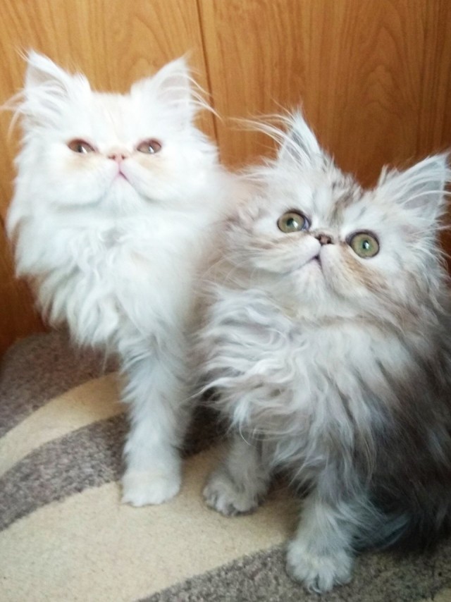 С котовторником!