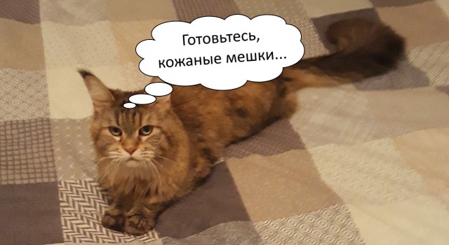 Новая хозяйка (к котовторнику)