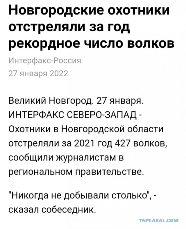 Пока в других регионах собаки рвут людей, в Дагестане с бешеными псами разговор короткий, без придыханий