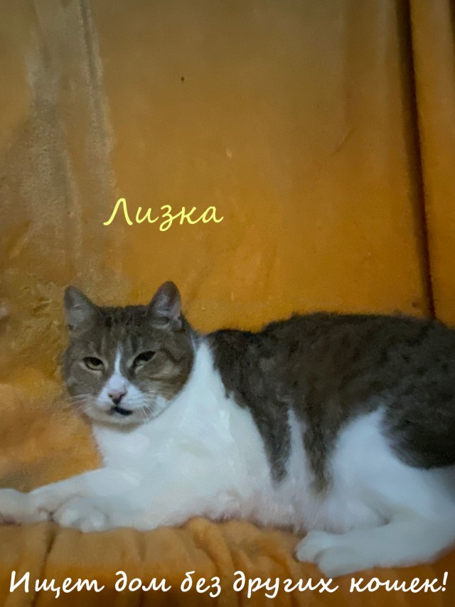 Жизнь домашнего приюта "Котоленд" 324
