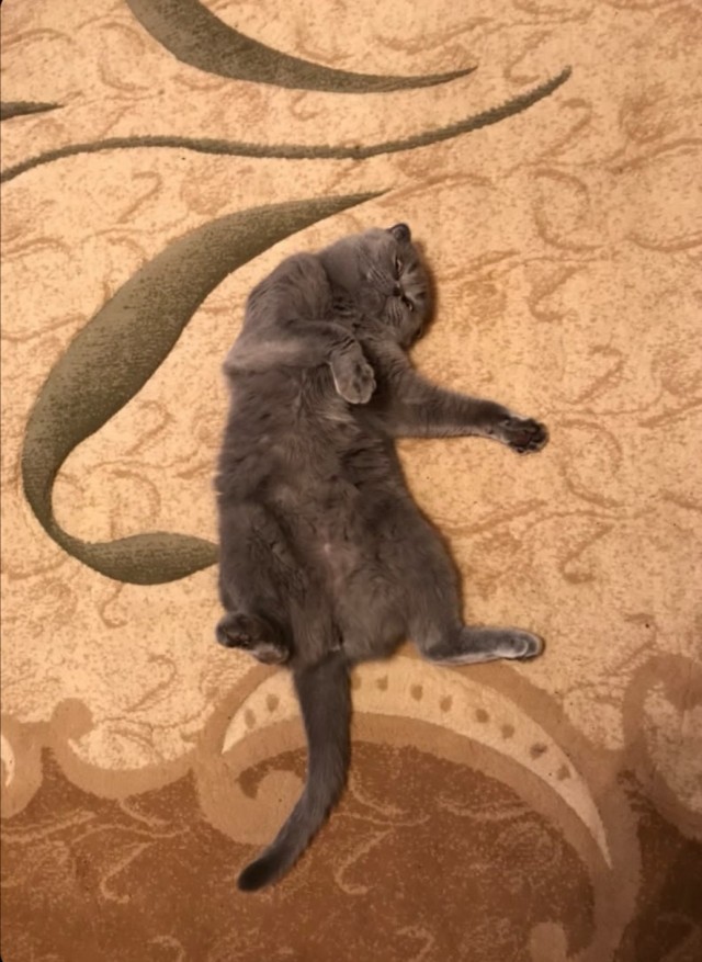 Котоленд. Два сфинкса и шотландская красотка в поисках дома!