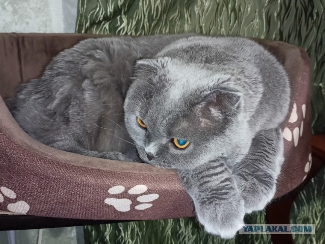 Котовторник