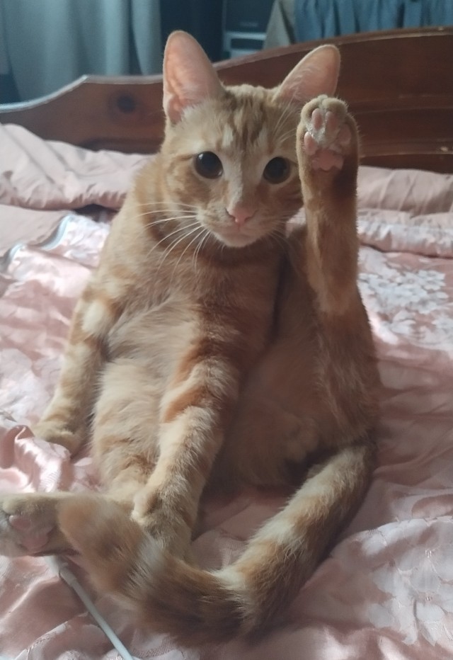 Котовторник ведь начался!