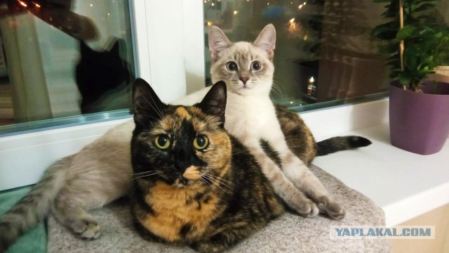 Вторник, ваши коты и кошки в студию