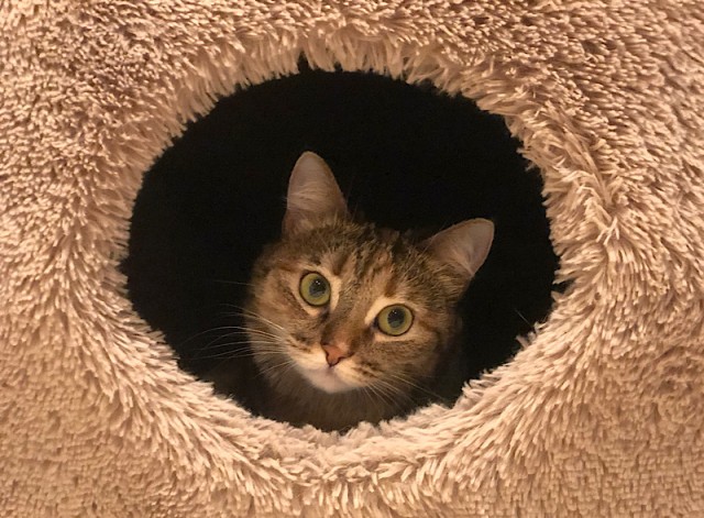 Коты ишачат на заводе