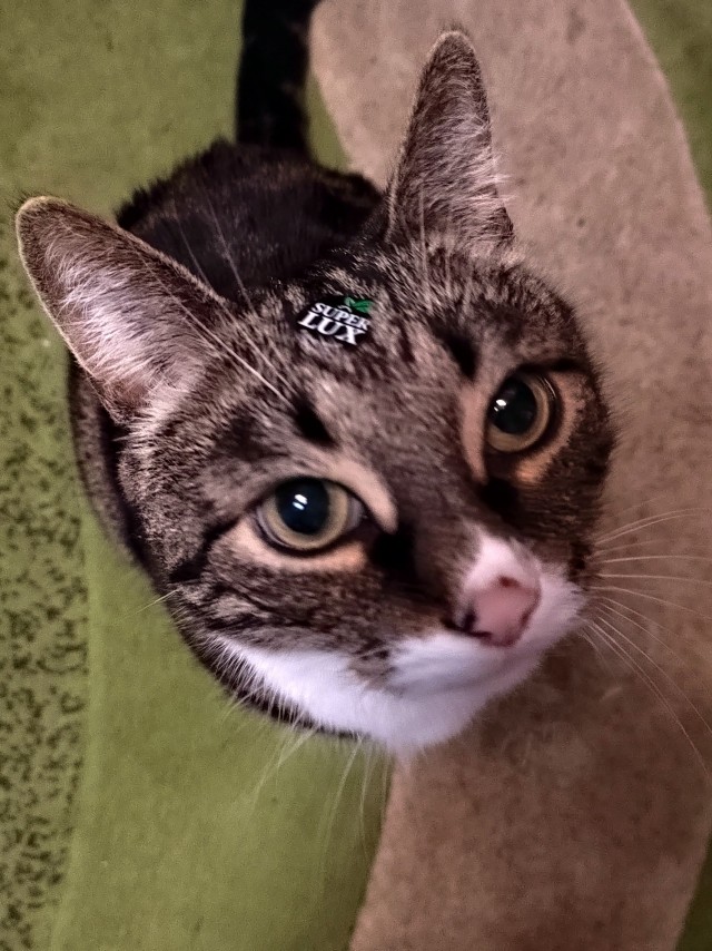 К котовторнику
