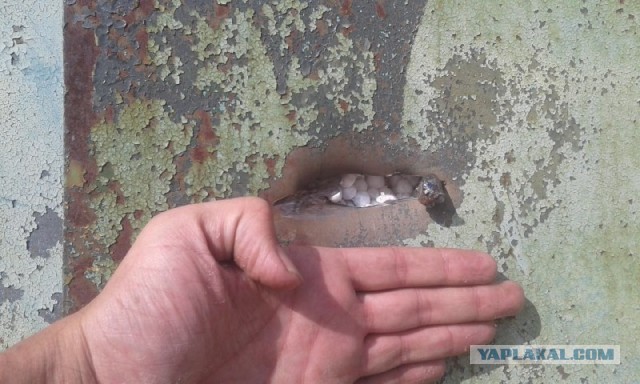 В Госдуме заявили, что участников СВО не стоит отпускать домой, так как они стали "профессионалами"
