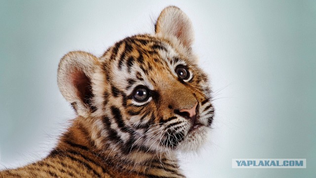 Убил три "Тигра"