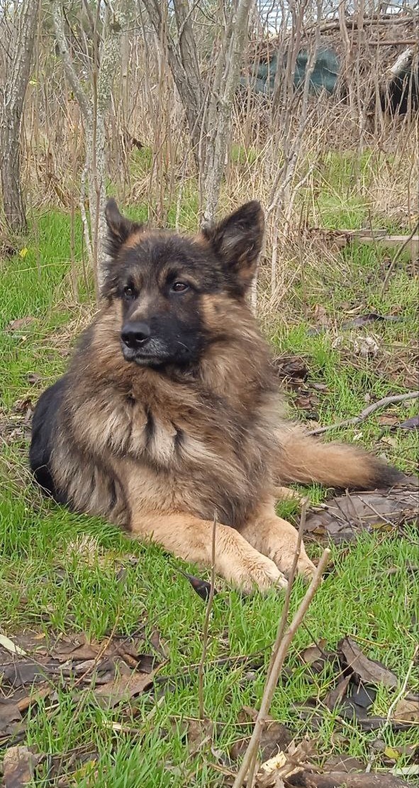 Пёс погиб, защищая от дрона-камикадзе своих товарищей.