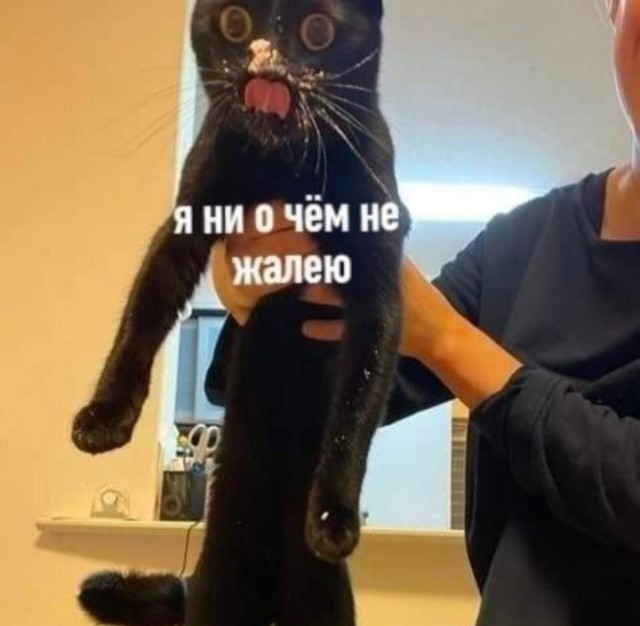 Мы с котом вдвоём