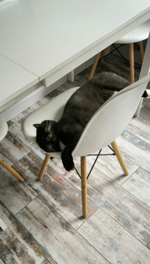Котовторник же!