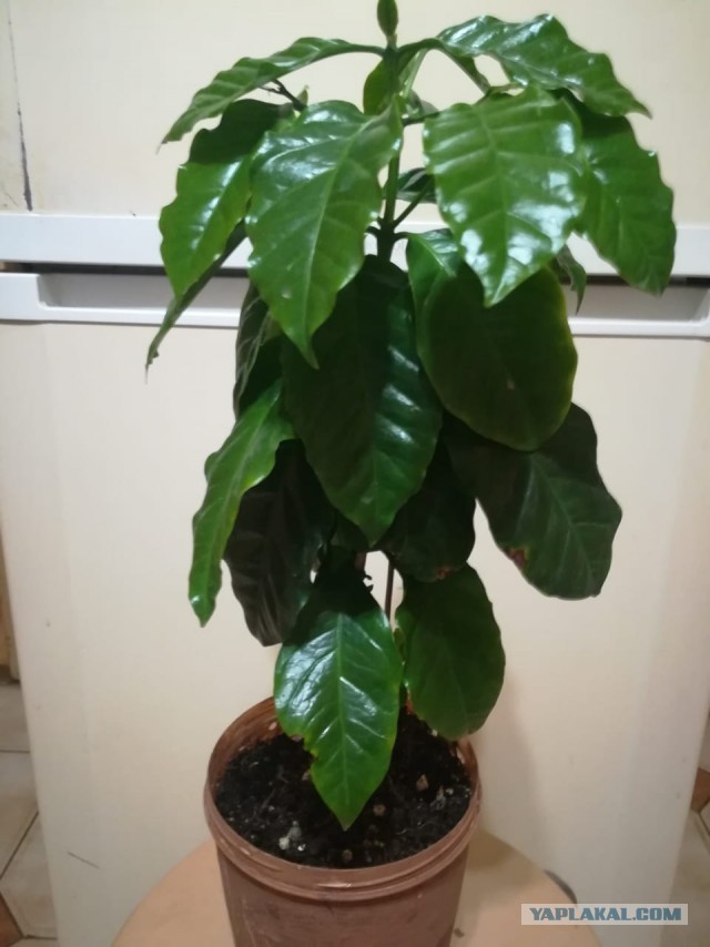 Кофейное дерево на подоконнике.