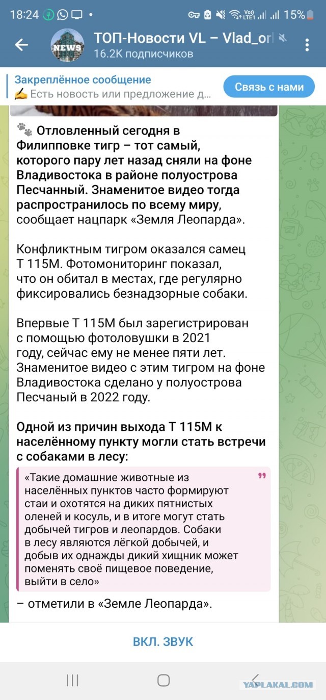 Амурского тигра отпускают на волю Зверь рычит, словно заявляя о своём возвращении в природу