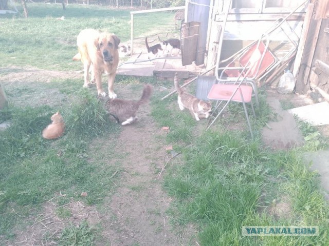 Жизнь домашнего приюта для котеек 541