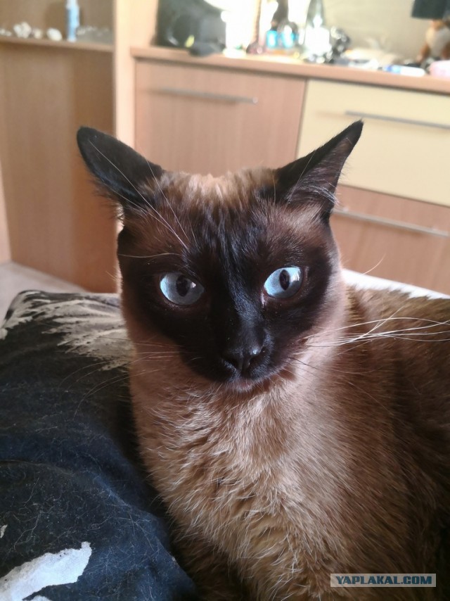 Смешные коты, которые бы победили на конкурсе абсурдных фотографий