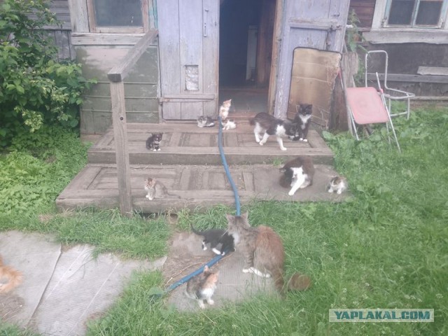 Жизнь домашнего приюта для котеек 548