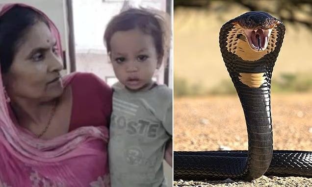 Малыш из Индии перегрыз кобру пополам