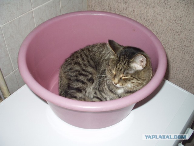 К котовторнику: подборка картинок-баянов с котиками и про котиков. Выпуск 27.