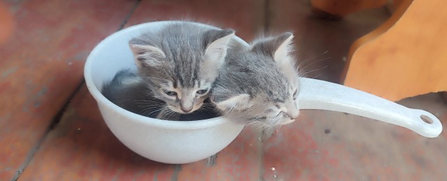 Котофторник жеж
