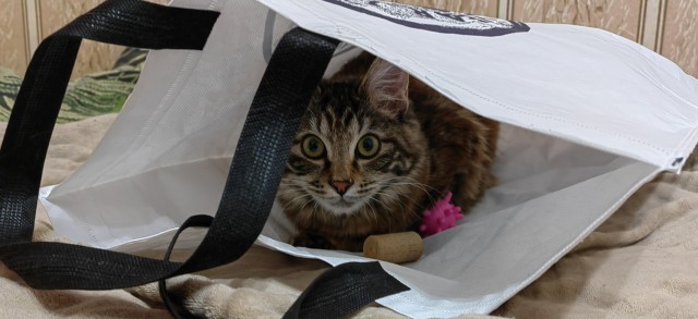 Котовторник 24.02